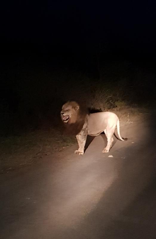 DÍA 10: KRUGER (Lower Sabie) - Sudáfrica y Seychelles 2018 - Una Honeymoon llena de vida (1)
