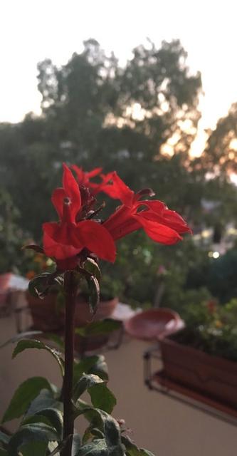 lobelia-spec-19-07.jpg
