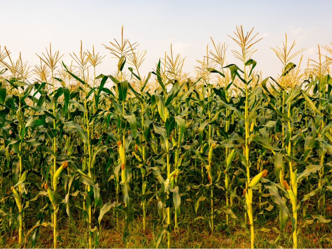 Harvest time Planting Tips