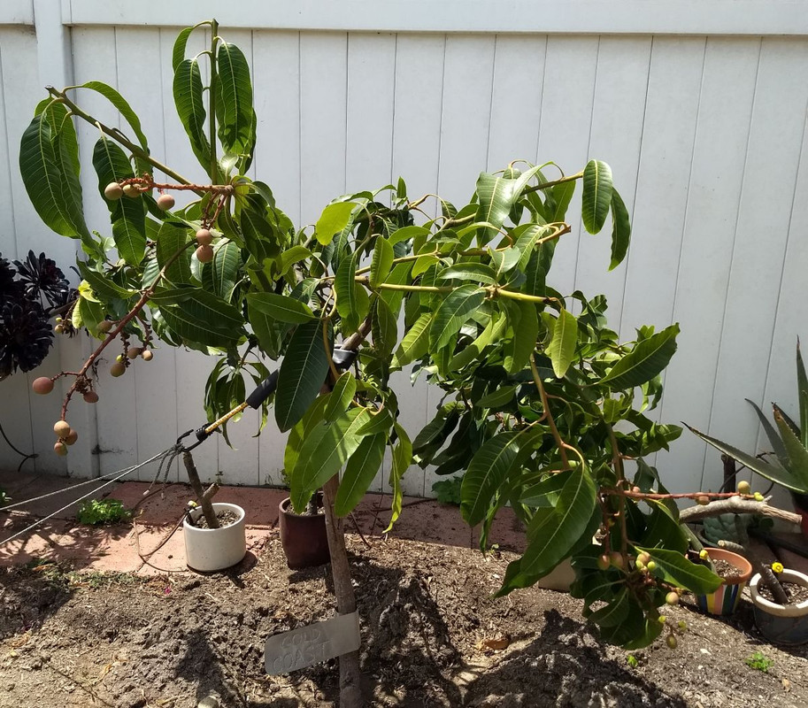 Gold Coast Mango