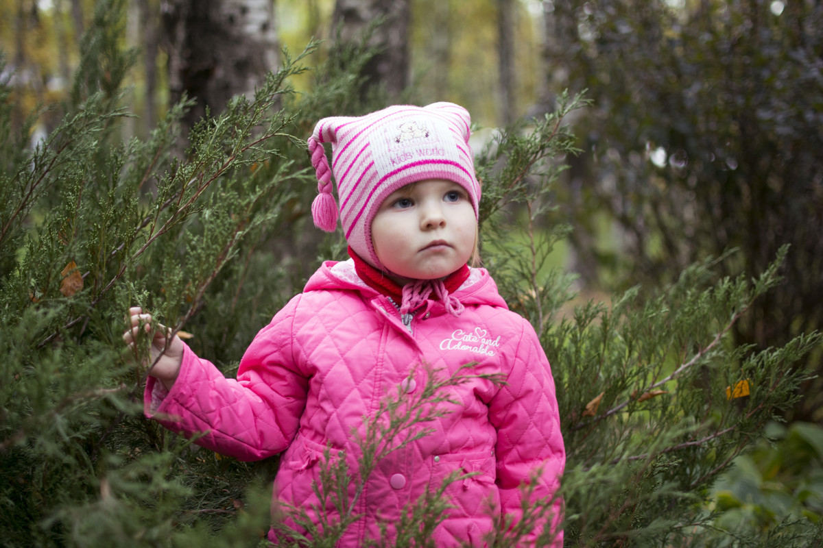 Вика в кусту