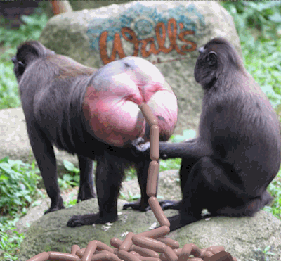 IMG-0862.gif