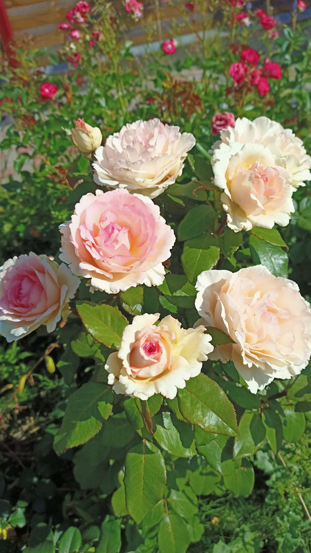 IMG20220813102724