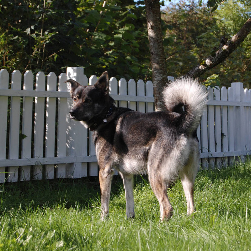 dog-play-24-by-mettehm-d8krv2f-pre.jpg