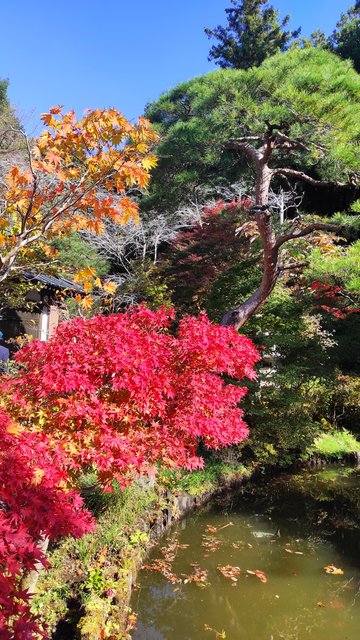 Japón y sus Pueblos-2024 - Blogs de Japon - Heiwa Kannon y Templo Ooyaji-13-11-2024 (47)