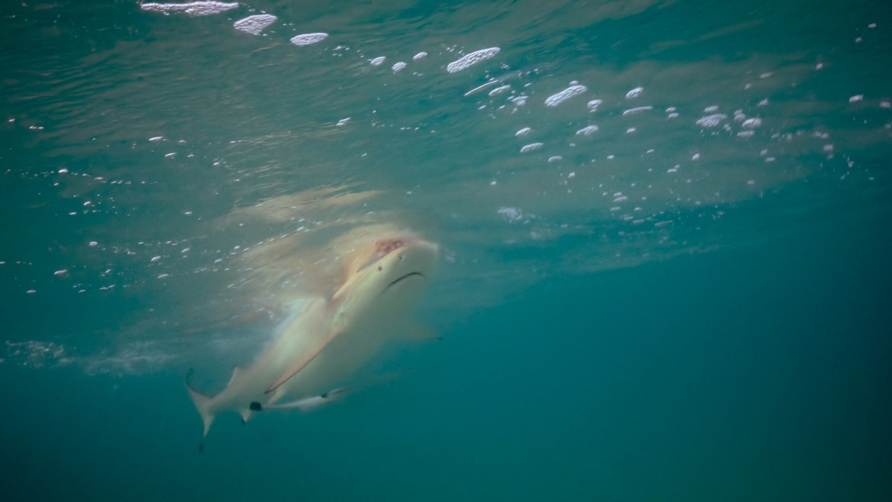 Incredible Animal Journeys  S01E01 Disney  1080p WEB DDP x264-NM21vi.mkv_snapshot_09.25.183