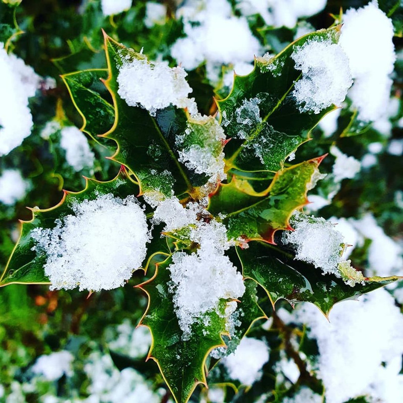 winter-snow-holly.jpg