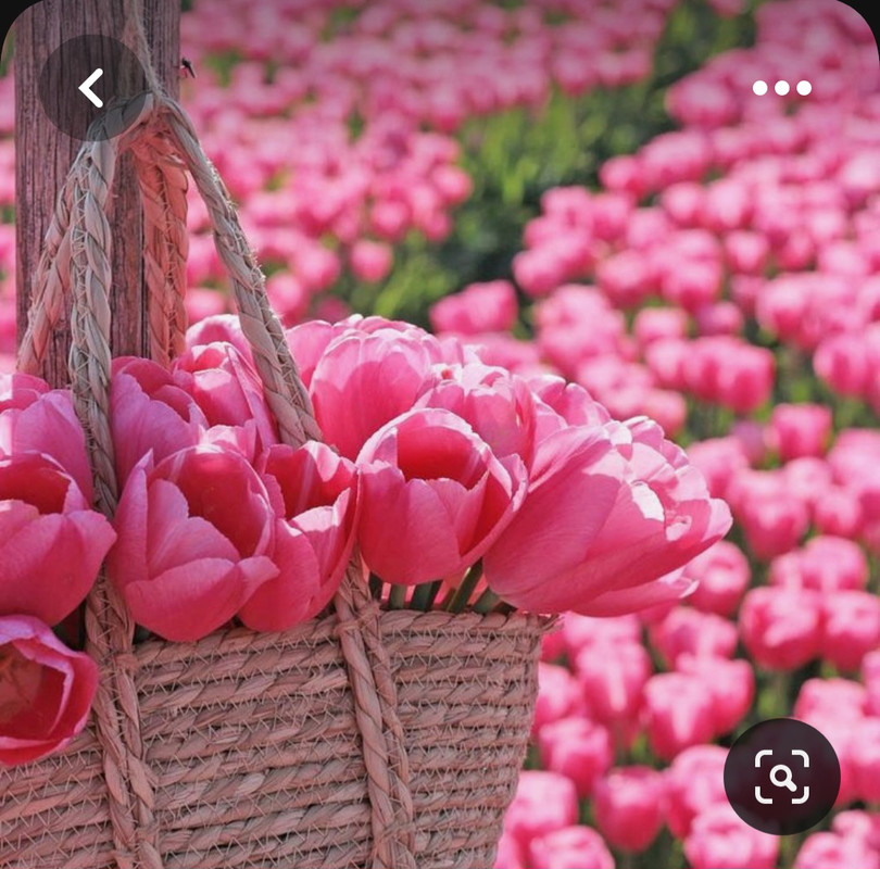 Screenshot_20230719_002753_Pinterest