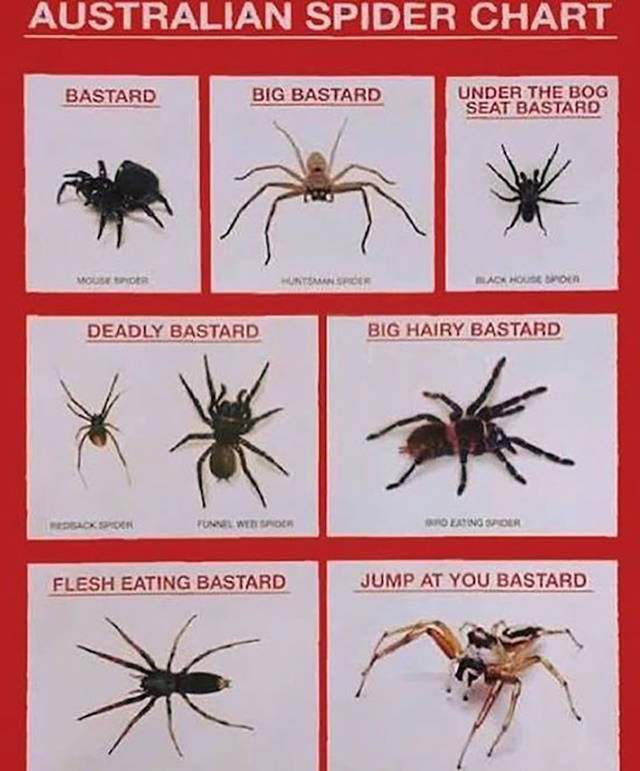 Aussi-Spider-Chart