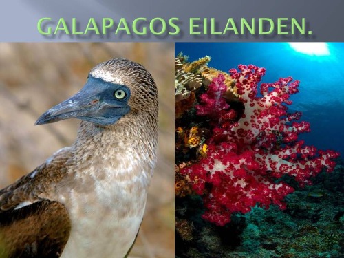 Galapagos-Eilanden