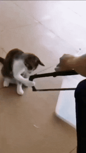 87.gif
