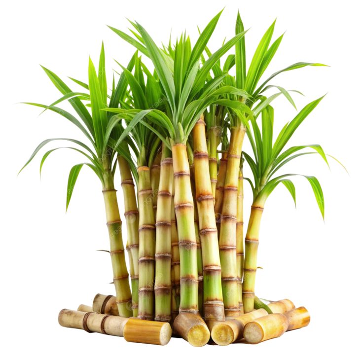 Sugarcane