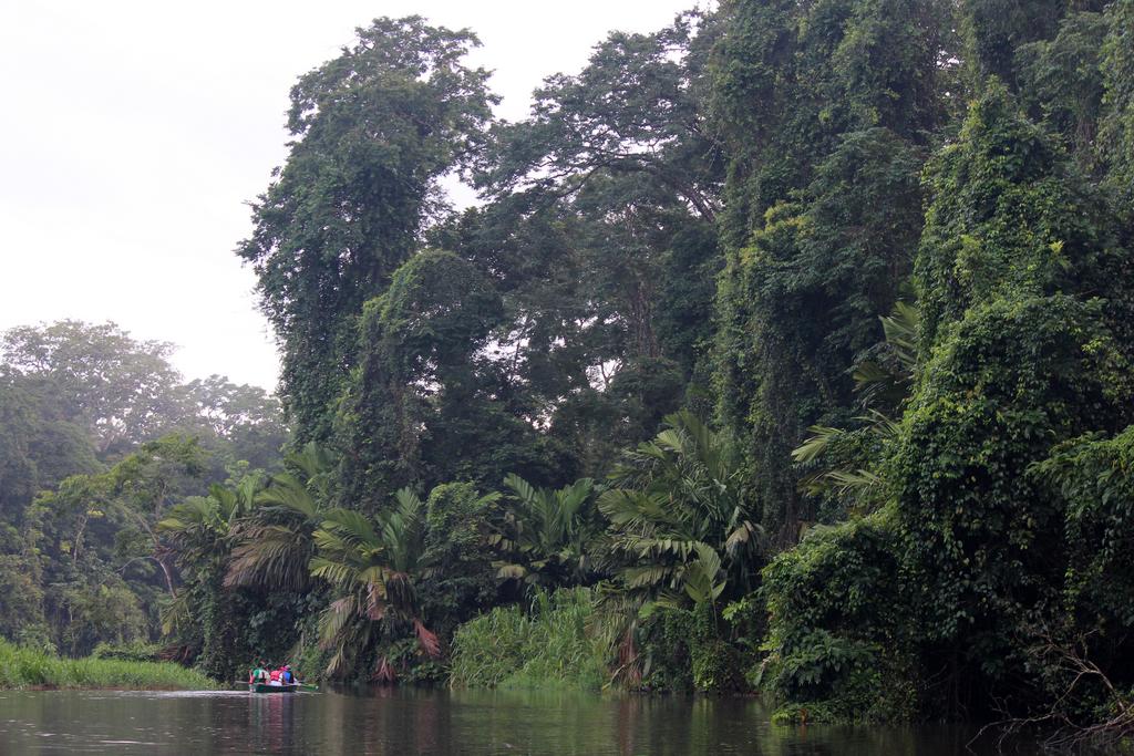 DIA 3: CANALES, COLINAS Y TORTUGAS - DE TORTUGAS Y PEREZOSOS. COSTA RICA 2019 (3)