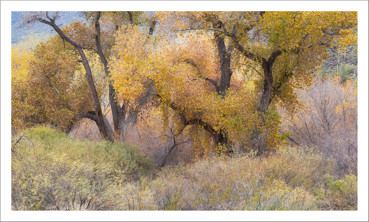 Ed1600TopazNik_DSF4882 copy