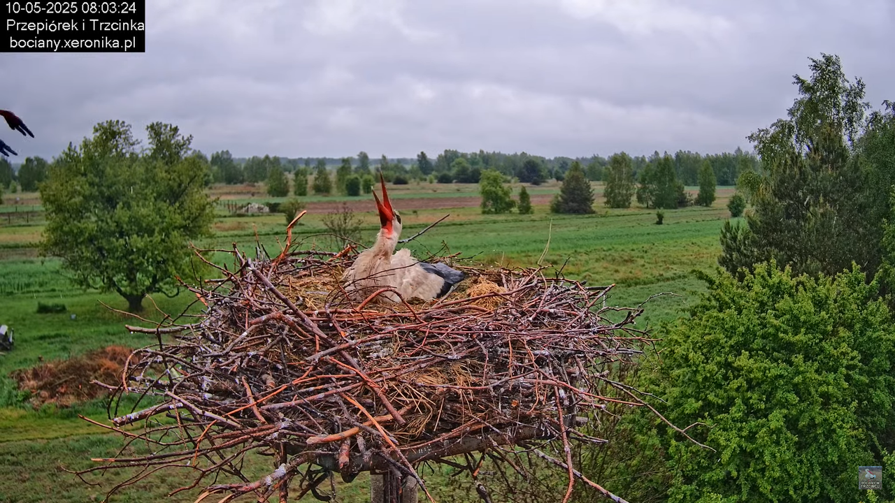 10052025bociany6