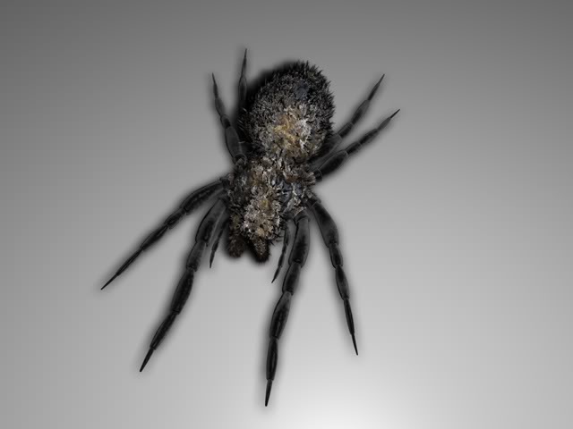 Spider-1-texture-2-00-displaced.jpg