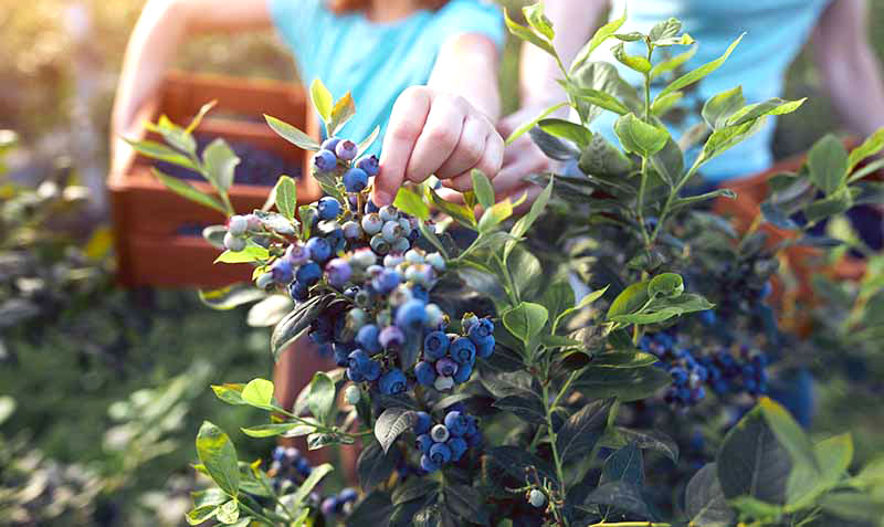 how to grow blueberries from seed