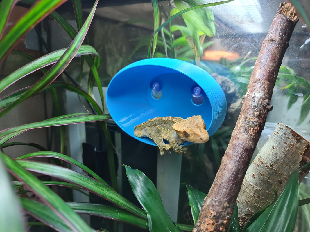 gecko hides gecko hides