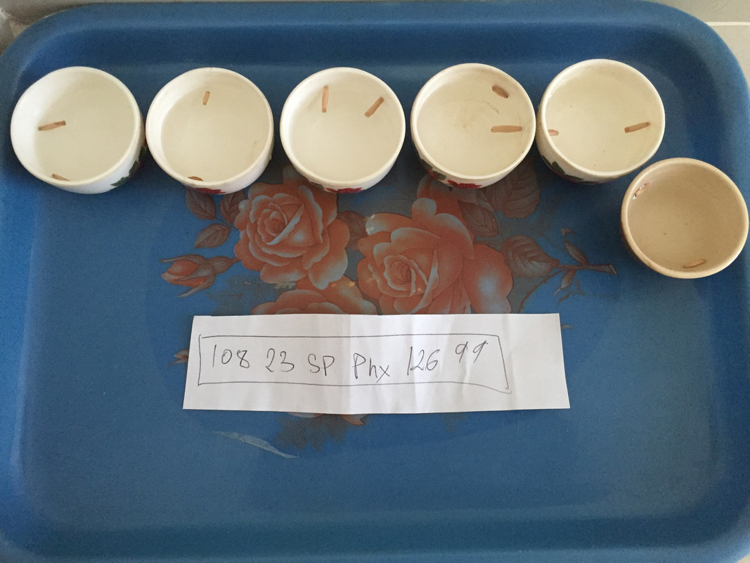 soaking-adenium-seeds-in-water.jpg