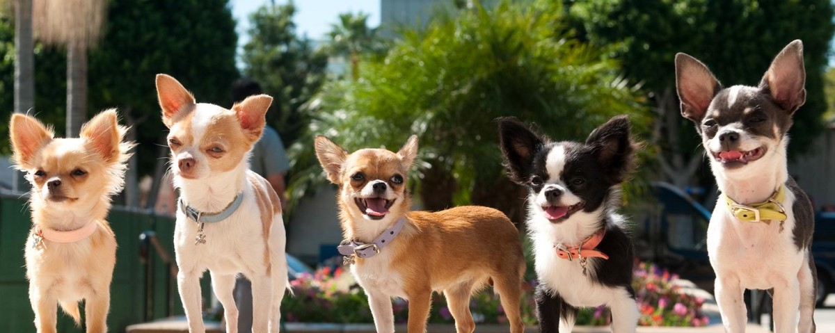 BEVERLYHILLSCHIHUAHUA2Y2011M-1536x614-DHE