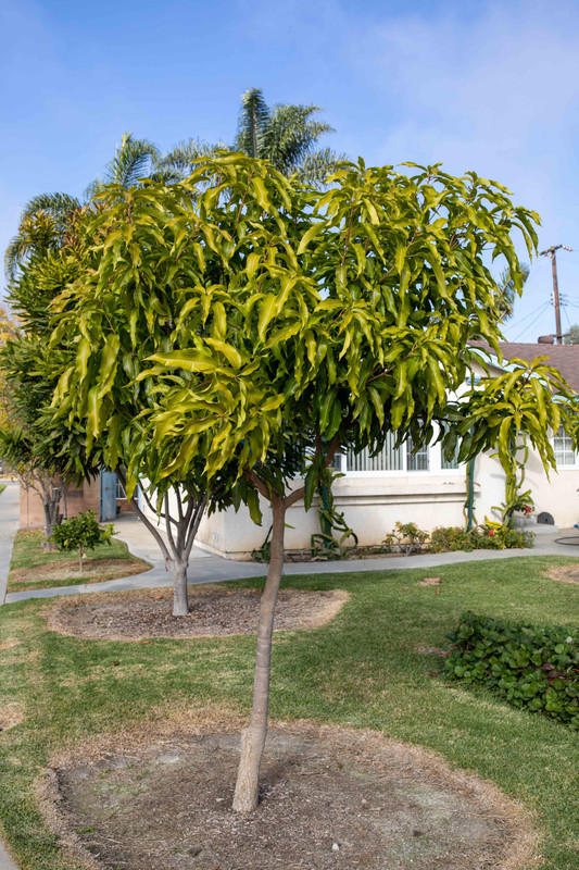 8U1A5612  Lemon Zest Mango Tree after 2020 Growth (11-22-2020)