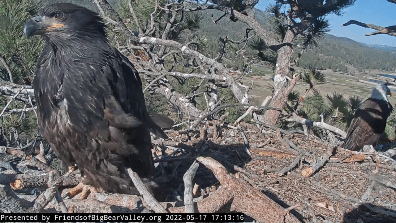 Webp.net-gifmaker (7)