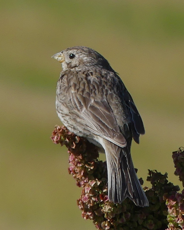 SKYLARK 7 260724
