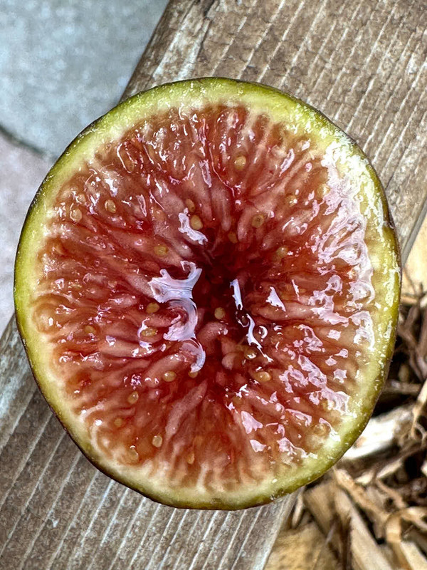 figs-12.jpg