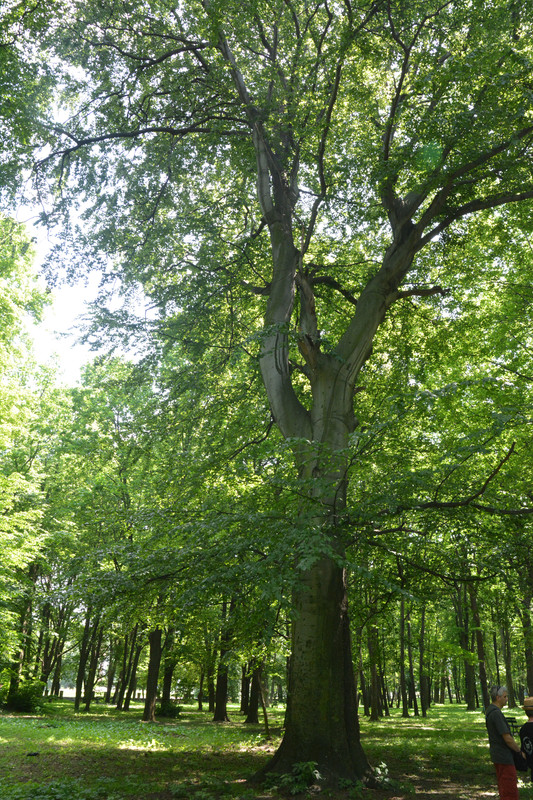 07.14 - DSC_7618 (Ater)