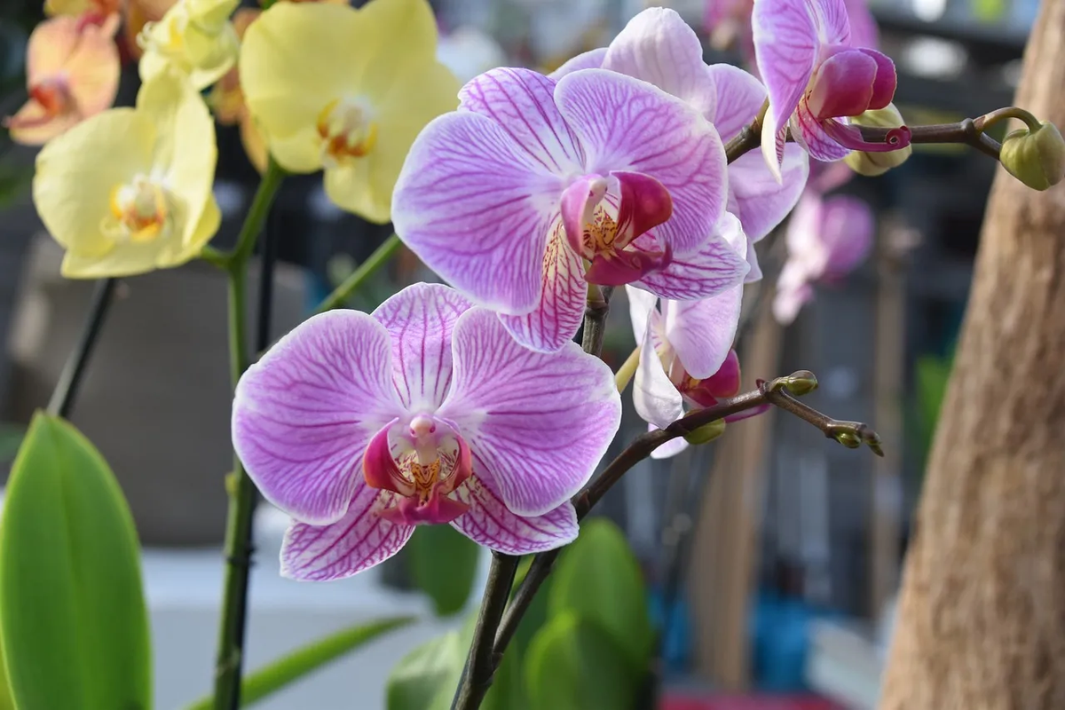 ¿Qué dice el Feng shui sobre las orquídeas? En estos lugares debes ponerlas
