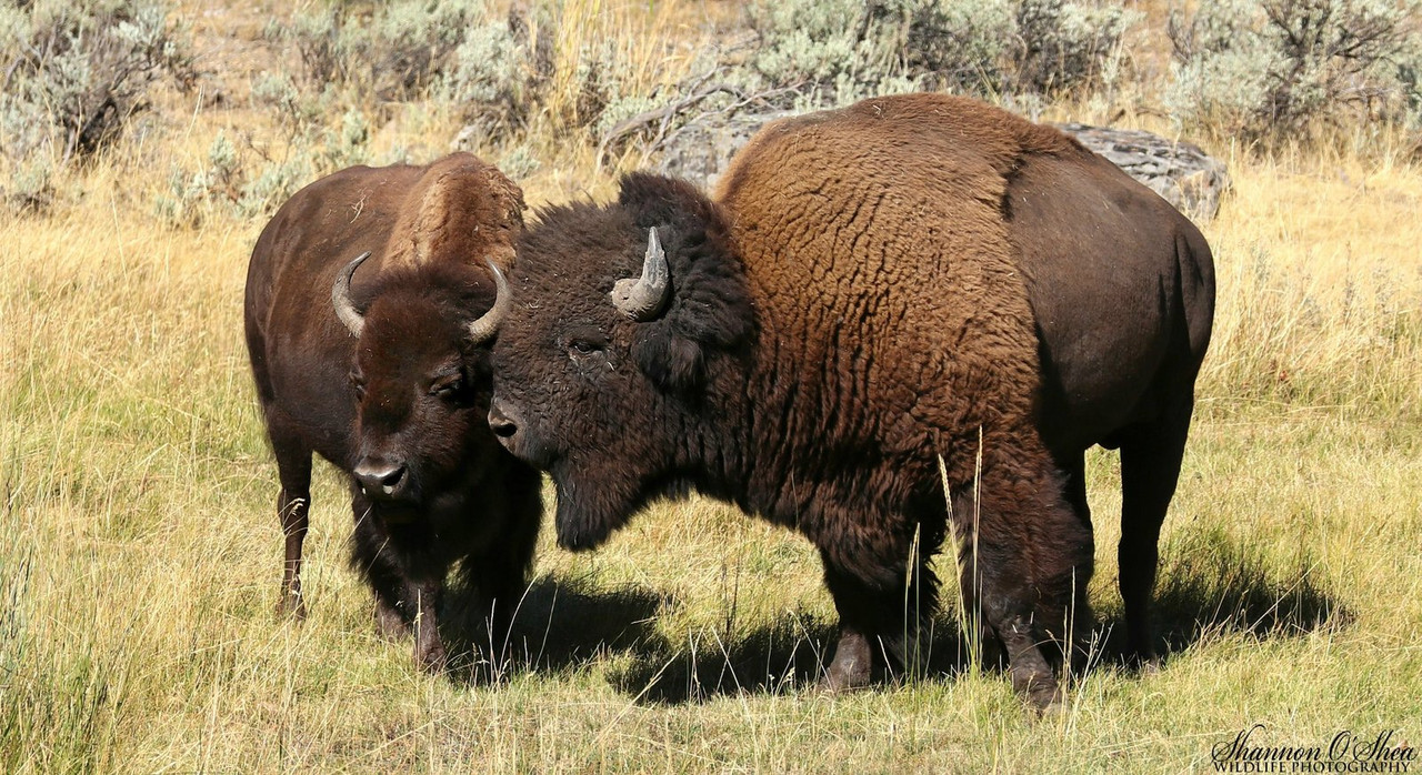 brown-american-bison.jpg