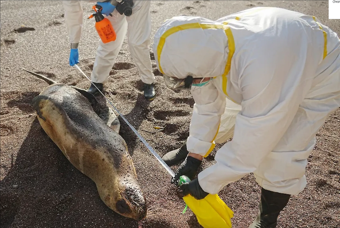 Cientos de lobos marinos mueren por gripe aviar en Perú
