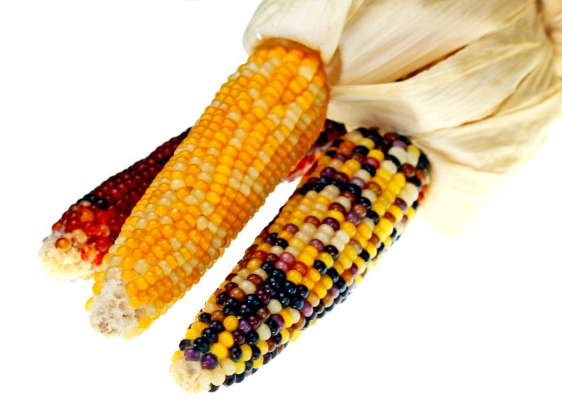 indian-corn-web.jpg