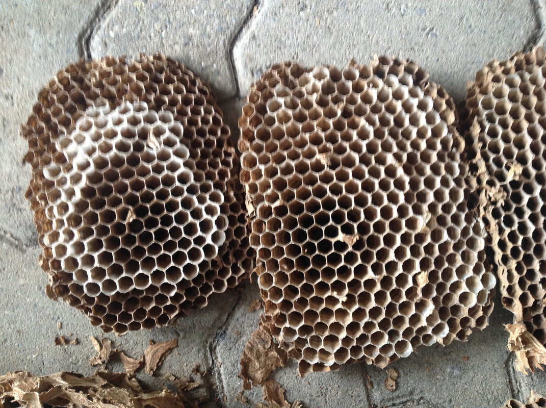 Hornissen Nest und Waben Winter 2015 (15)