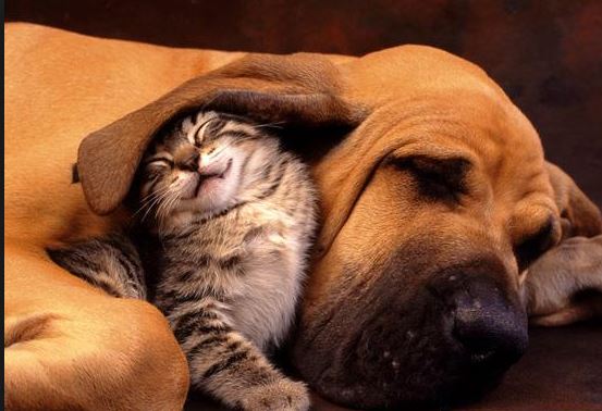 chien et chat