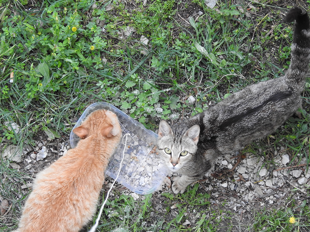 F mačke DSCN0457 (2)