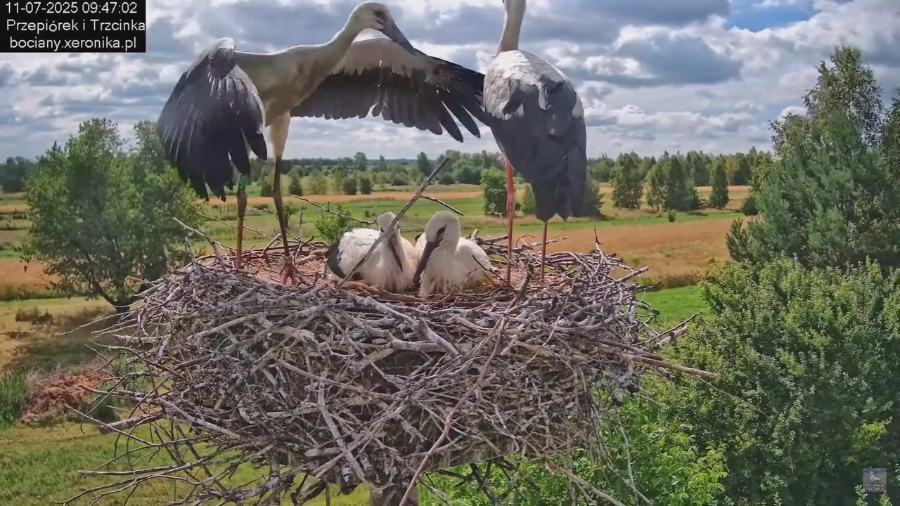 11072025bociany20