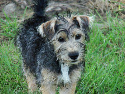 Jack russell store schnauzer