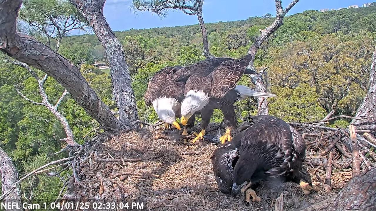 NEFL Cam 1 — tiešraidē Bald Eagle Cam 32-28 screenshot