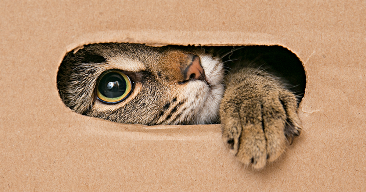 Gatito festeja su cumpleaños al estilo de El Chavo del 8 y se hace viral