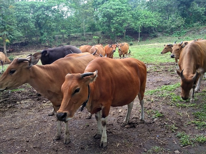 Jaliteng di Taman Safari Prigen.