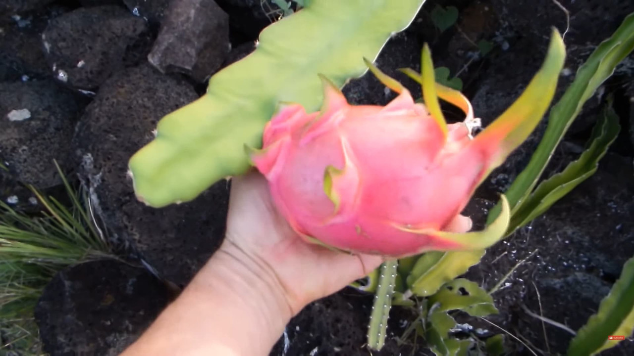 support-dragon-fruit-on-boulders.jpg