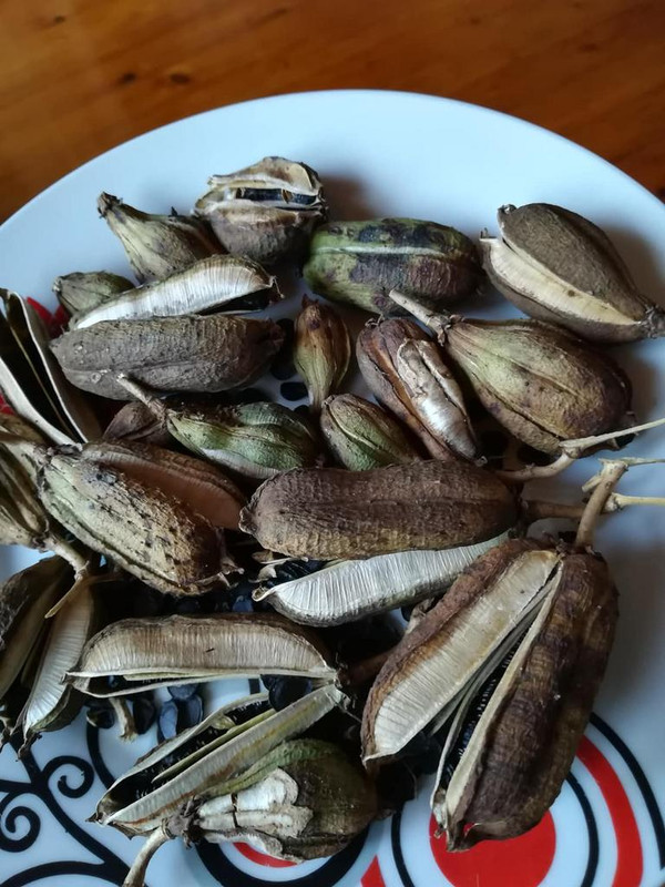 39109220_1547904761981237_1718273998309031936_n