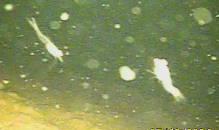 Безымянный