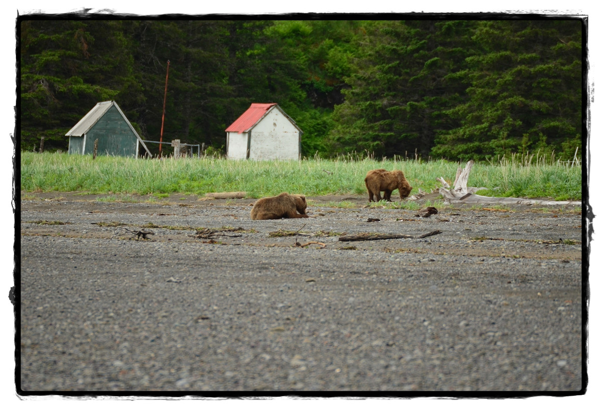 19 de junio. Osos a porrón en Lake Clark National Park - Alaska por tierra, mar y aire (12)