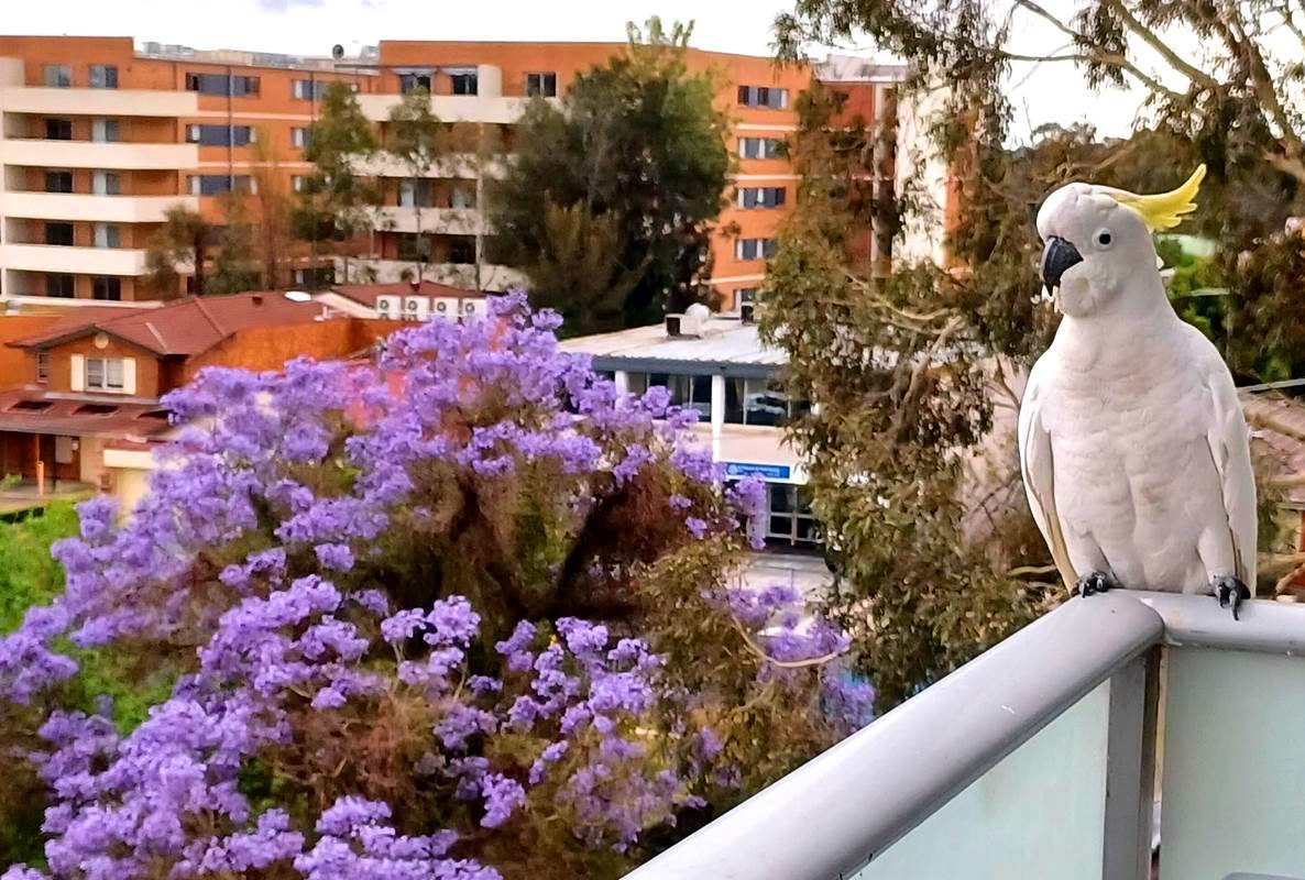 Jacaranda-and-Sulphur-crested-cockatoo.jpg