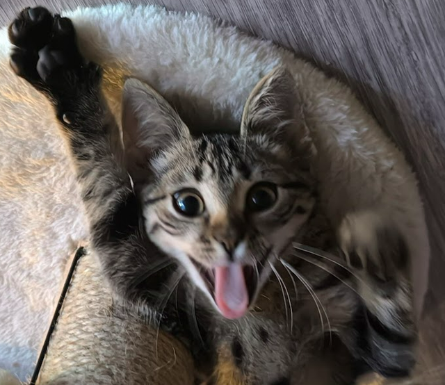 Kittydog.png