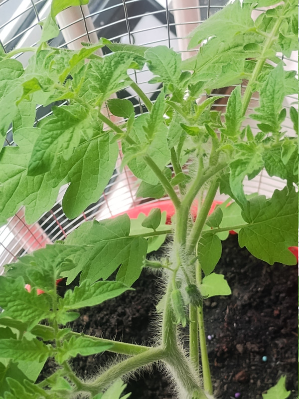 Tomatoes 260929