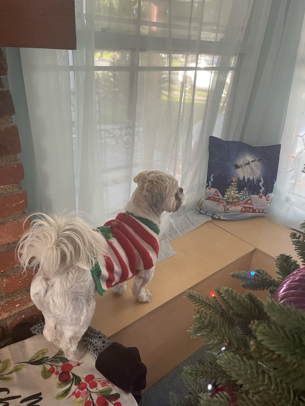 3-AF40-C98-A76-A-4-C1-C-9-DC8-CD4542835010-1-105-c