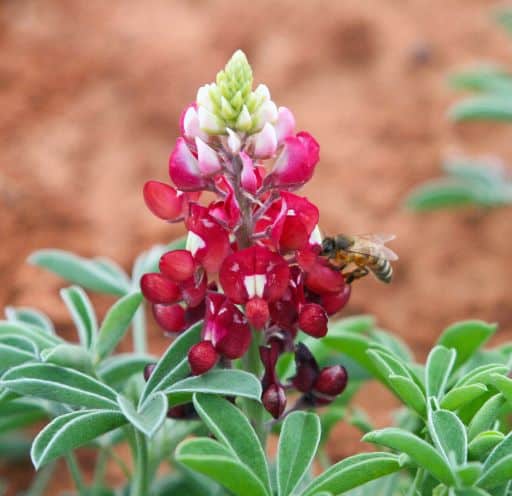 Texas-Maroon-Bluebonnets-7.jpg